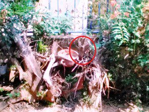 Editing a Novel on a Tablet 4 Dog root in a tree stump