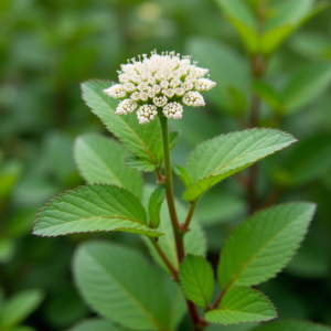 Boneset Tea 3 Boneset Tea