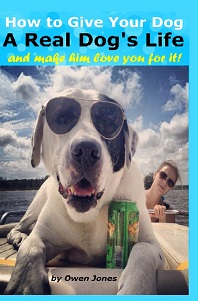 How to Give Your Doga Real Dog's Life How to Give Your Doga Real Dog's Life