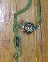 Golden Tree Snake