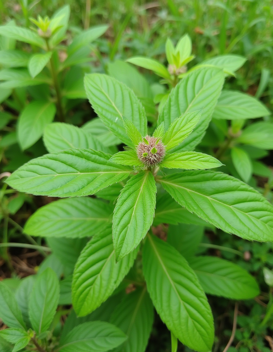 Holy Basil Tea - Tulsi