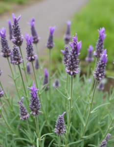Lavender Tea to reduce anxiety and improve sleep quality