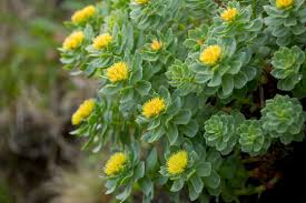 Rhodiola Rosea Tea 3 Rhodiola Rosea Tea