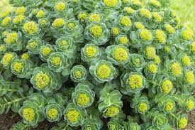 Rhodiola Rosea Tea 1 Rhodiola Rosea Tea