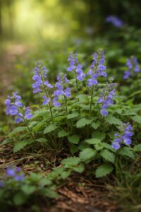 Skullcap tea