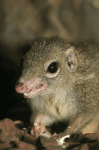 Tree Shrew