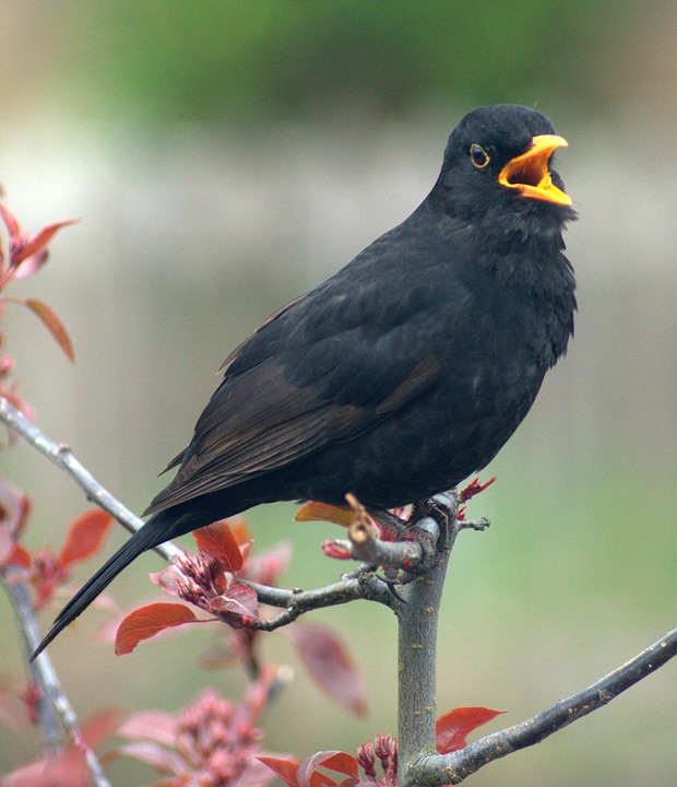 The Blackbird