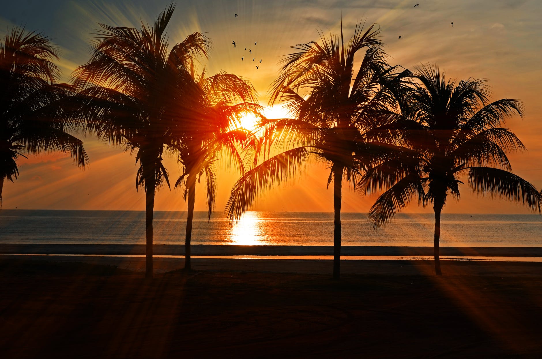 Travel PLR Ebook 2 silhouette of trees during golden hour